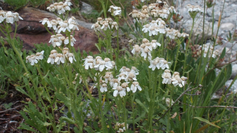 Achillea erba-rotta / Millefoglio erba-rotta